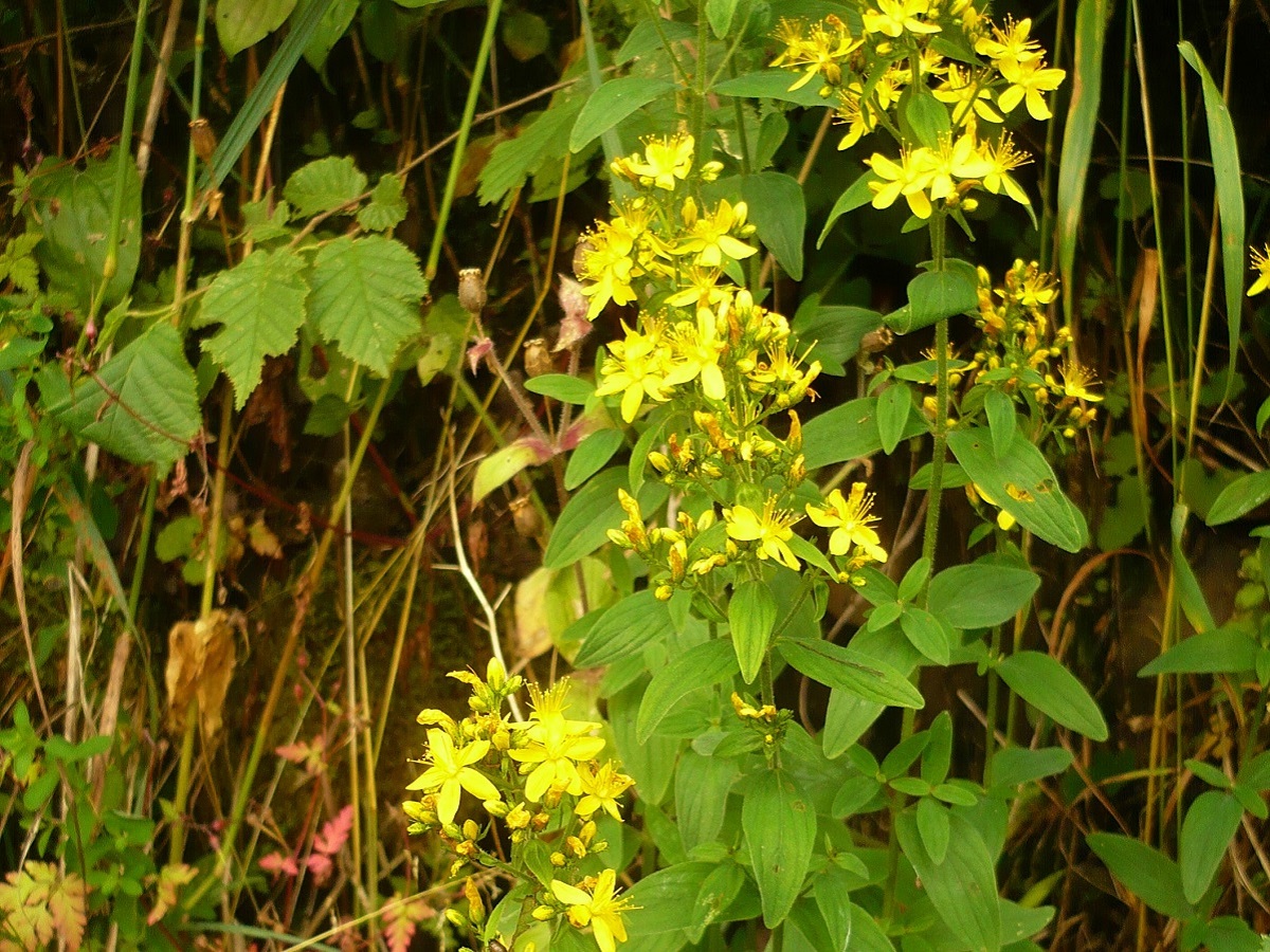Hypericum hirsutum (Hypericaceae)